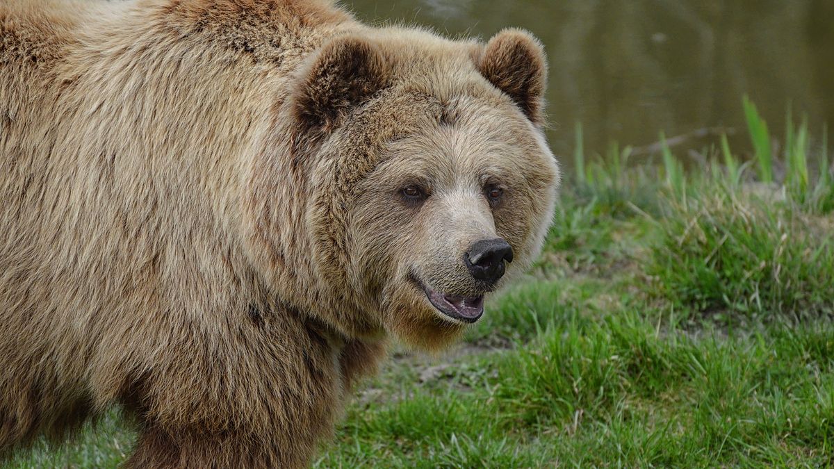 W Rumuni żyje największa populacja niedźwiedzi brunatnych w Europie