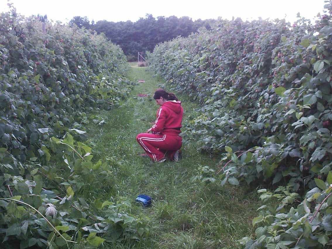 Anna Sikora od 20 lat jeździ do Niemiec na zbiory szparagów i malin