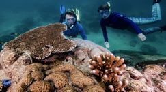 Wyjątkowe odkrycie u wybrzeży Australii. Gigantyczny, 400-letni koralowiec