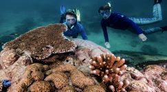 Wyjątkowe odkrycie u wybrzeży Australii. Gigantyczny, 400-letni koralowiec