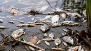 Sosnowiec: Rybie cmentarzysko na ścieżce edukacyjnej. "Winszuję efektów tej edukacji"