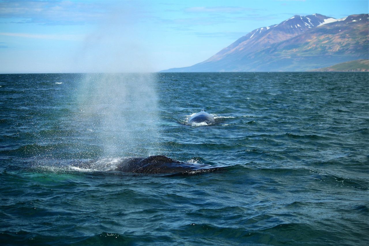 Iceland's renewed whale hunt: Environmentalists sound alarm