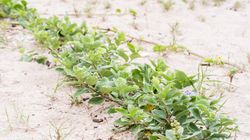 Niepokalanek - właściwości lecznicze