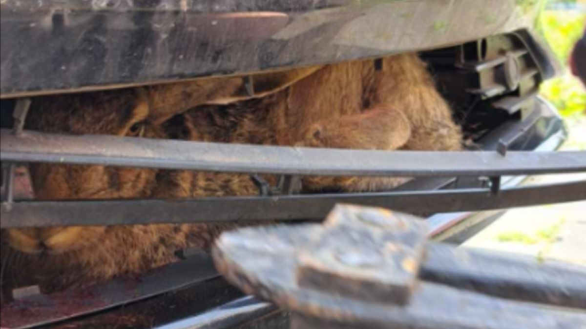 Przejechał 650 km z królikiem pod maską. Na miejscu pomogli strażacy z OSP w Ustroniu Morskim.