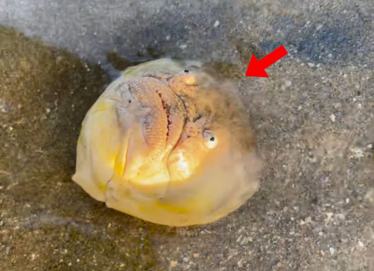 Terrifying toxin: Ichthyscopus lebeck fish emerges from Singaporean sand