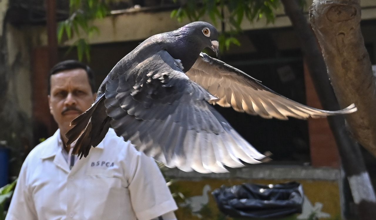 The pigeon suspected of espionage in India has regained freedom.