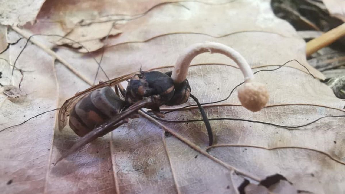 Wyrasta zwierzętom na głowach i zamienia w zombie. Ten grzyb rośnie w polskich lasach