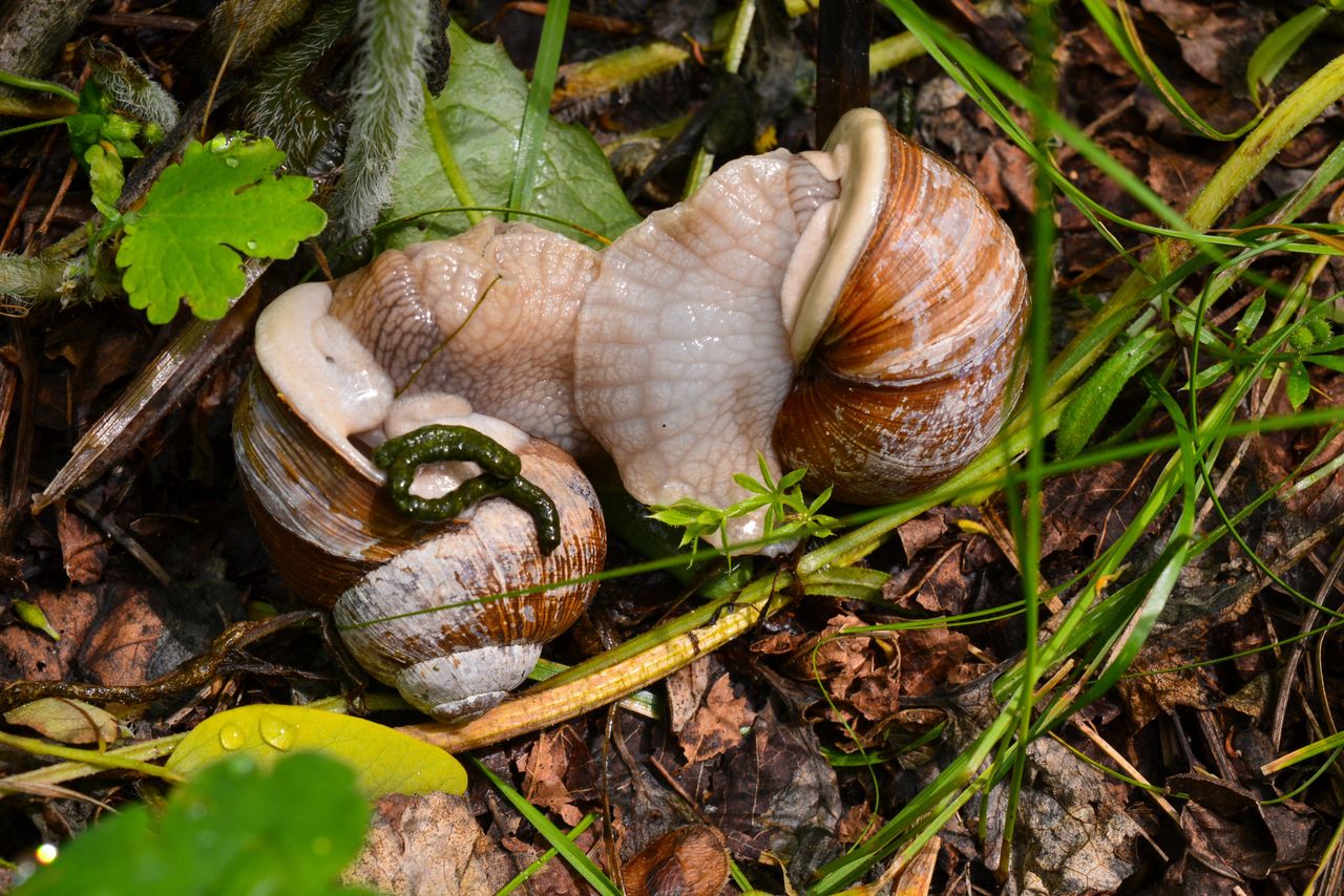 W ogrodach ślimaki są szkodnikami