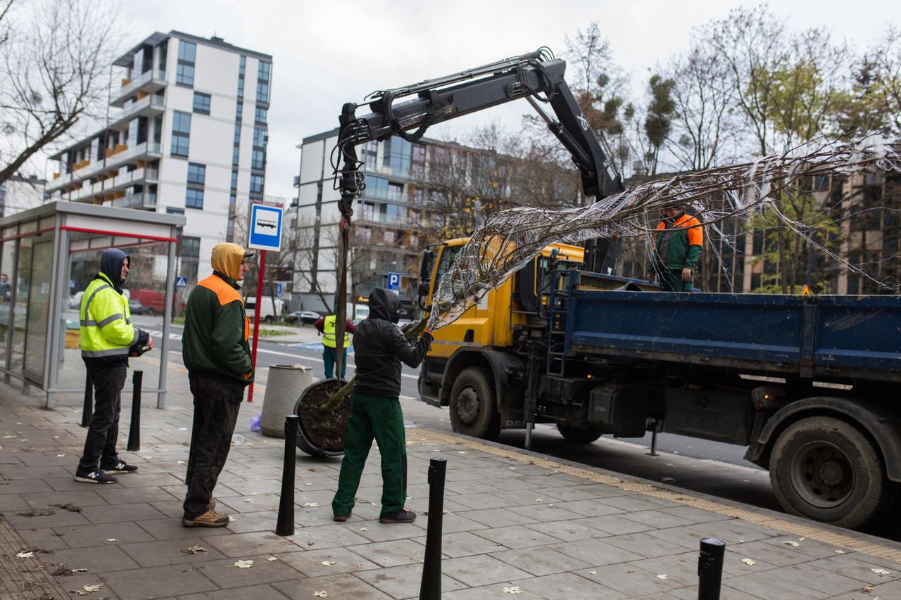 Warszawa. Ulica Rydygiera. Nasadzenia drzew i krzewów