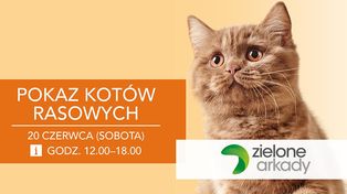 Mrucząca sobota w Zielonych Arkadach. Pokaz kotów rasowych i pomoc dla schroniska