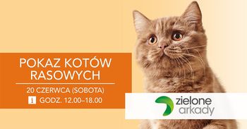 Mrucząca sobota w Zielonych Arkadach. Pokaz kotów rasowych i pomoc dla schroniska