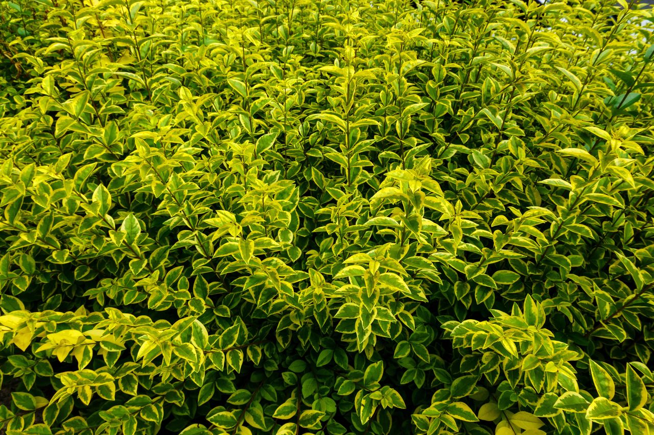 Common privet