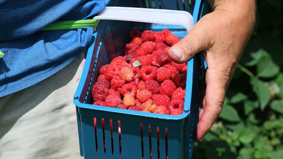 2 października ministerstwo podało projektowane stawki dopłat bezpośrednich 2025.