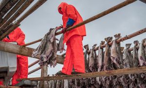 Znaczący spadek emigracji Polaków do Norwegii. Naukowcy wskazują przyczyny