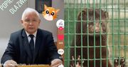 TikToker Jarosław Kaczyński idzie na wojnę z przemysłem futrzarskim! "Musimy temu ZŁU zapobiec!"
