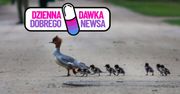 "80 nurogęsiątek". Wolontariusze pomogli, Warszawiacy komentują