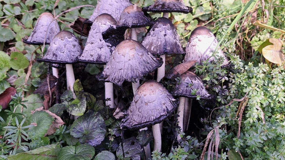 Czernidlak kołpakowaty