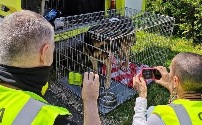 Dramat zwierząt w Radysach dobiegł końca. Właściciel schroniska usłyszał zarzuty