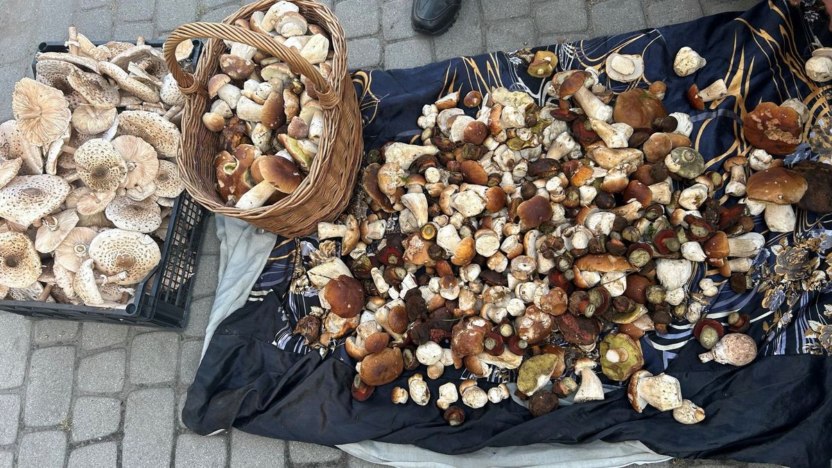 Wysyp grzybów na koniec września na podkarpaciu