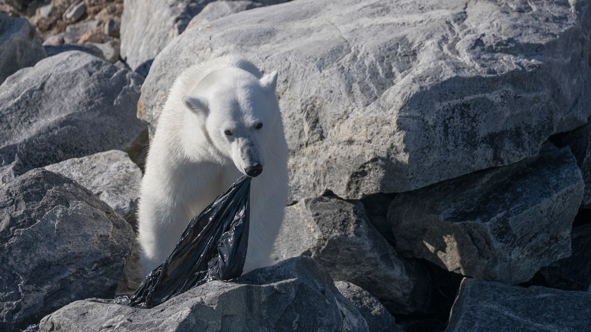 Poruszające zdjęcia niedźwiedzia polarnego próbującego zjeść plastikową torbę 1