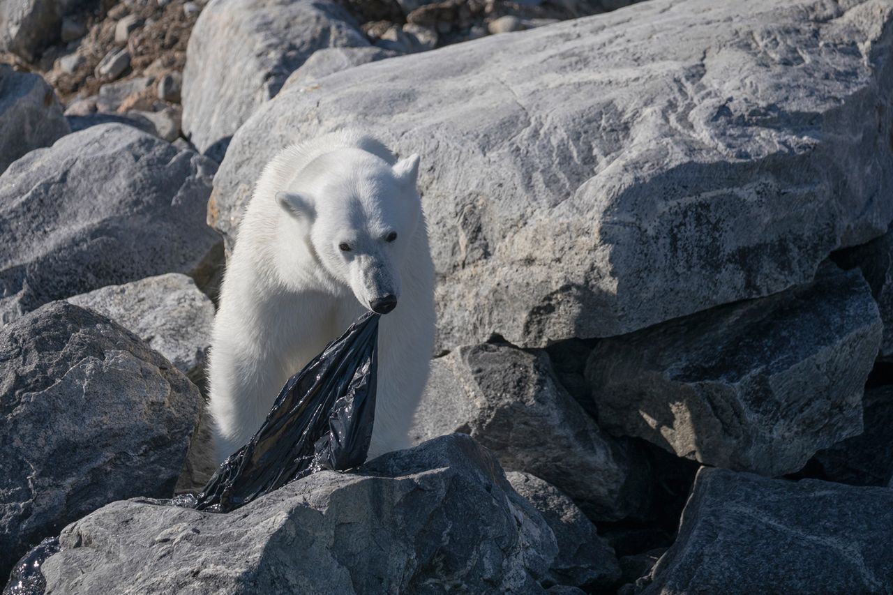 Fabrice Guérin jest francuskim fotografem przyrody. Uwielbia wybierać się w mroźne, północne rejony Europy. Jednym z jego ulubionych miejsc jest Norweski archipelag Svalbard. Właśnie tam, podczas trzeciej wyprawy w to miejsce miał okazję obserwować i fotografować poszukującego jedzenia niedźwiedzia polarnego.