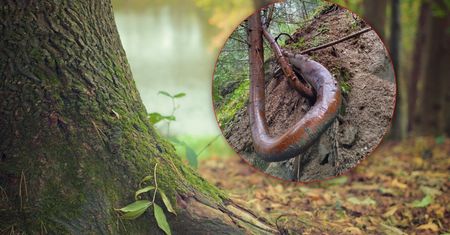 Natrafili na nie w górach. Ekspert: "Chęć przetrwania jest ogromna"