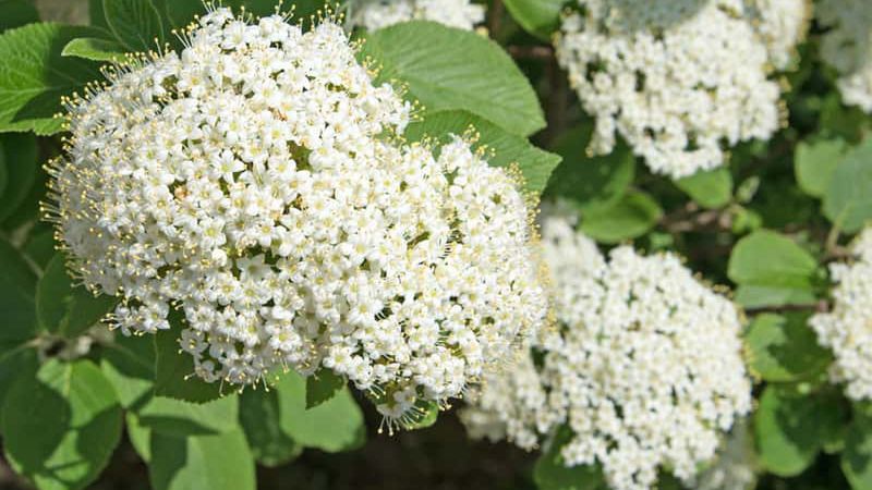 Kalina hordowina w pełnym rozkwicie – białe kwiaty tworzą efektowne czapy