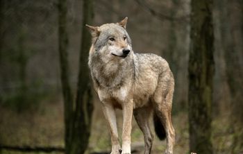 Ostrzeżenie przed wilkiem. Widziano go w kolejnej polskiej gminie