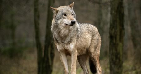 Ostrzeżenie przed wilkiem. Widziano go w kolejnej polskiej gminie