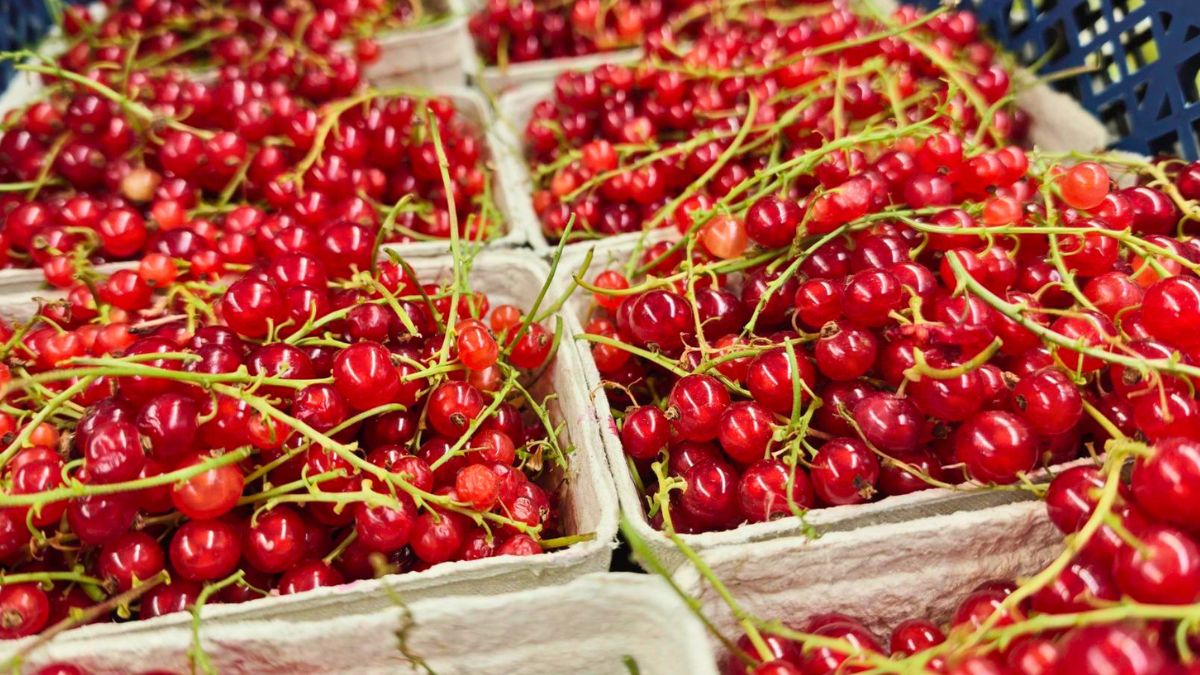 Czerwone porzeczki rosły kiedyś niemal na każdej działce