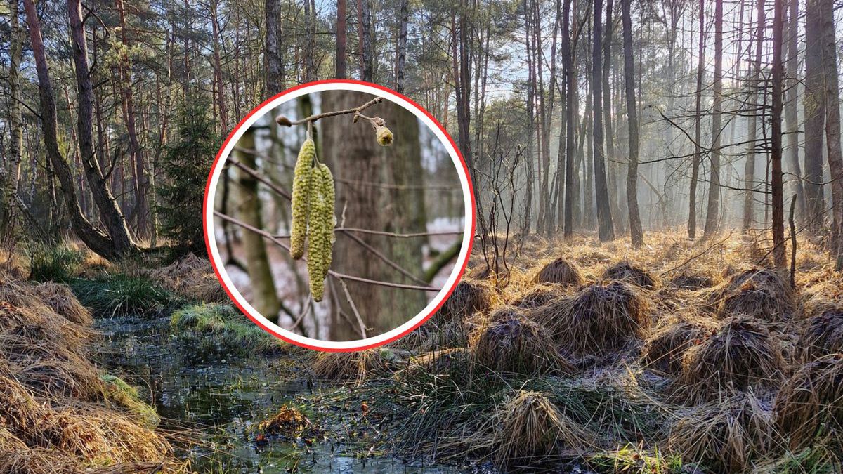 Leszczyna w lutym. Natura budzi się mimo mrozu