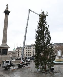 Norwegowie załamali londyńczyków pokraczną choinką