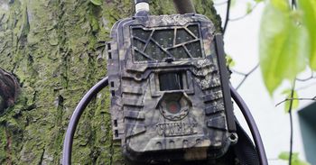 "Stroisz 2025": Rusza akcja przeciwko zbieraczom gałązek