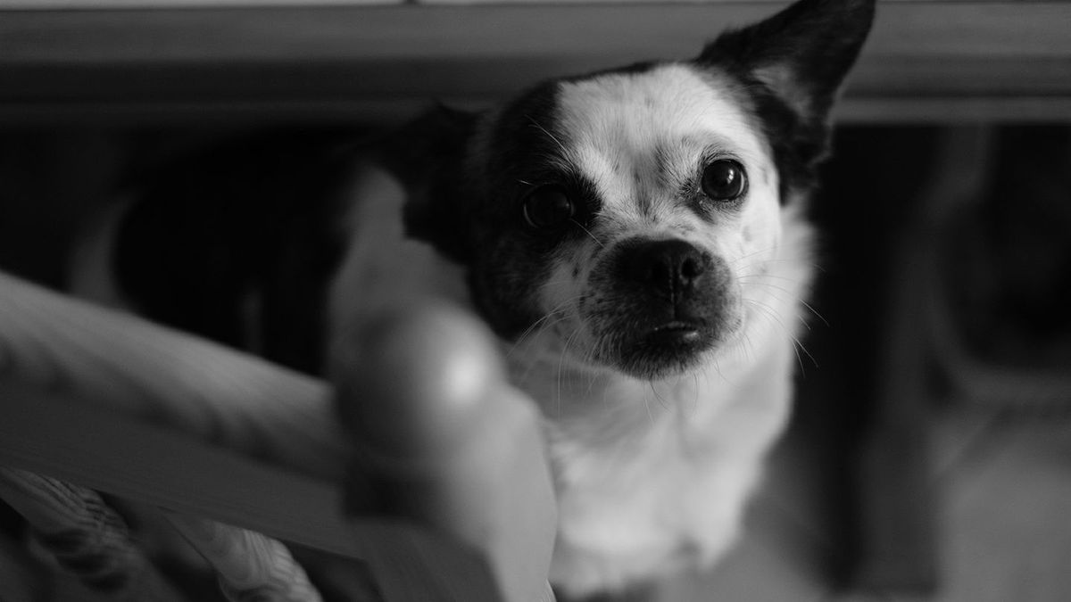 Zrób coś dobrego – sfotografuj psiaka w schronisku! O wpływie fotografii na adopcję zwierząt 1