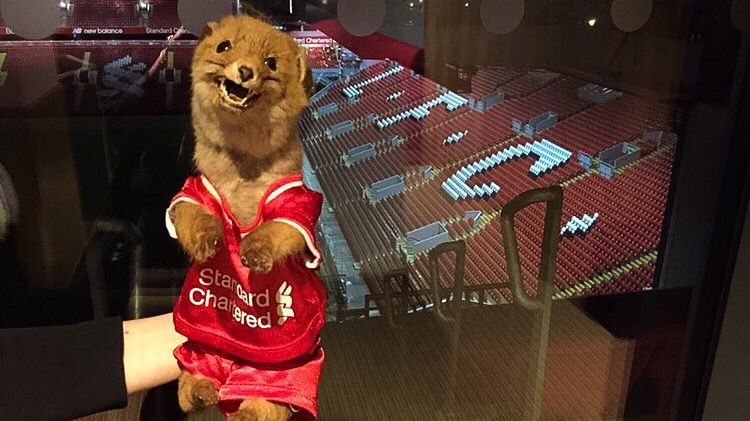 Kobieta podróżuje i fotografuje swojego zwierzaka, a jest nim... wypchany lis! 1