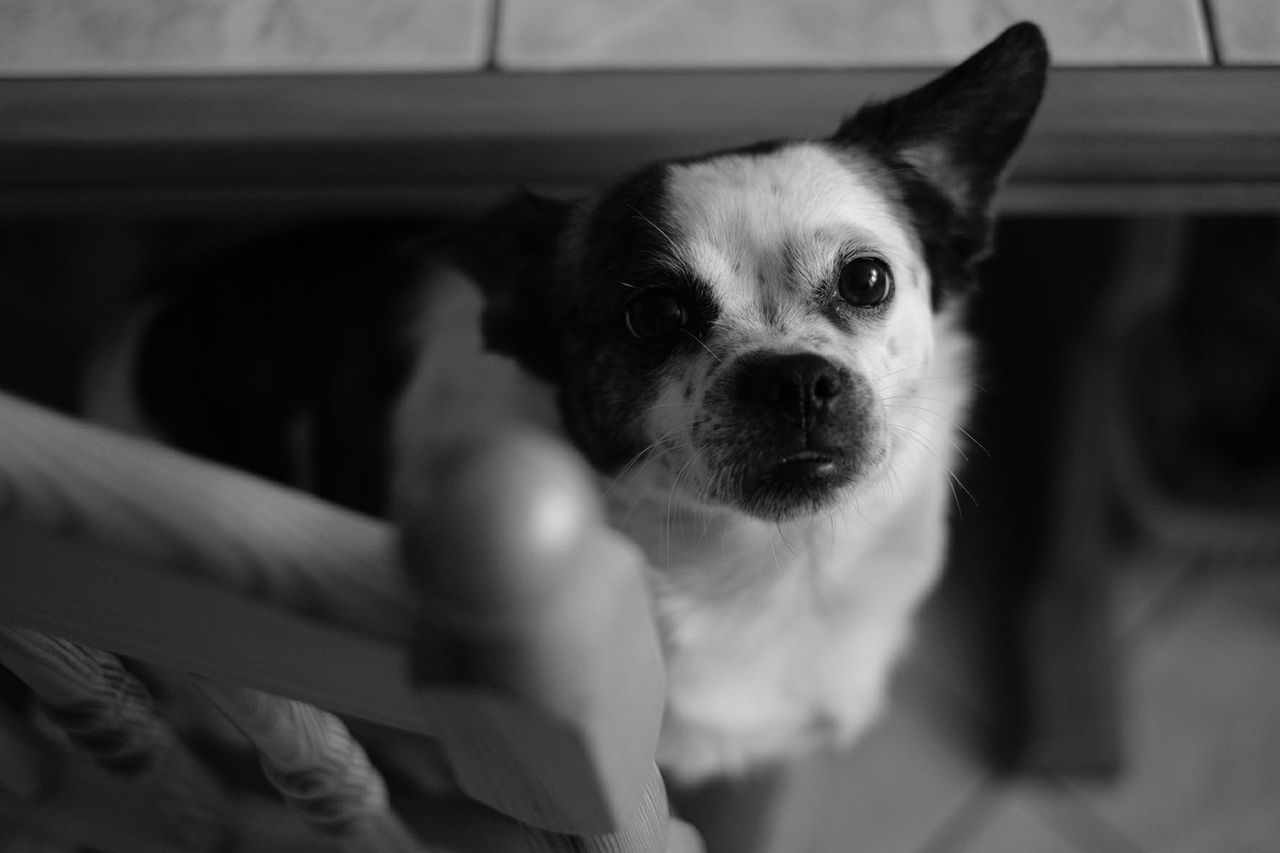Zrób coś dobrego – sfotografuj psiaka w schronisku! O wpływie fotografii na adopcję zwierząt