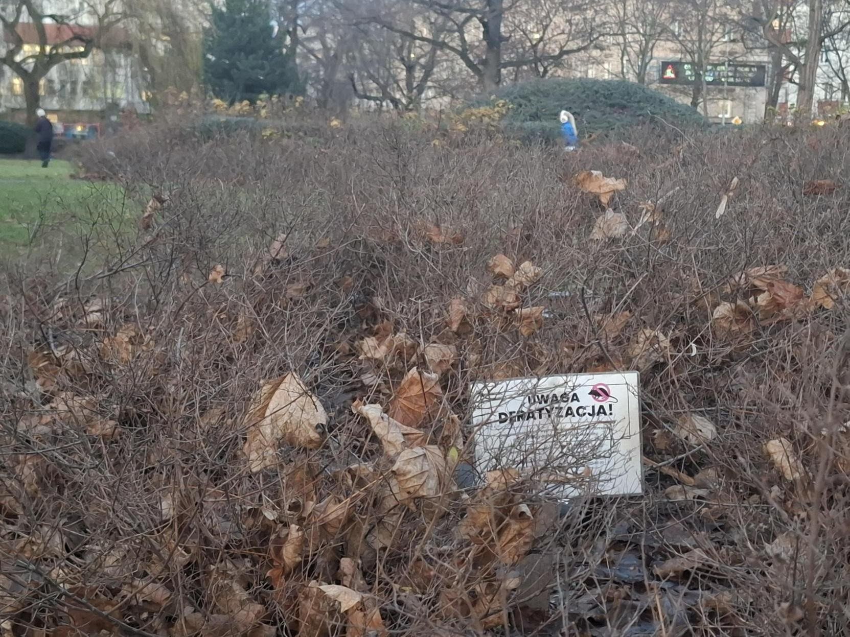 Szczurzy park we Wrocławiu. Kolejna &#34;atrakcja&#34;