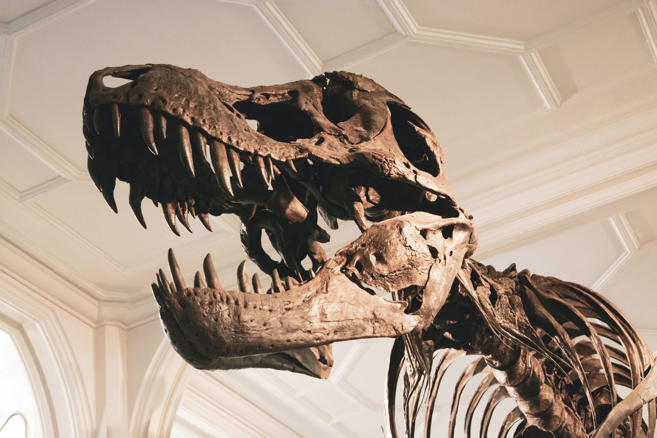 Szkielet T-rexa - zdjęcie ilustracyjne