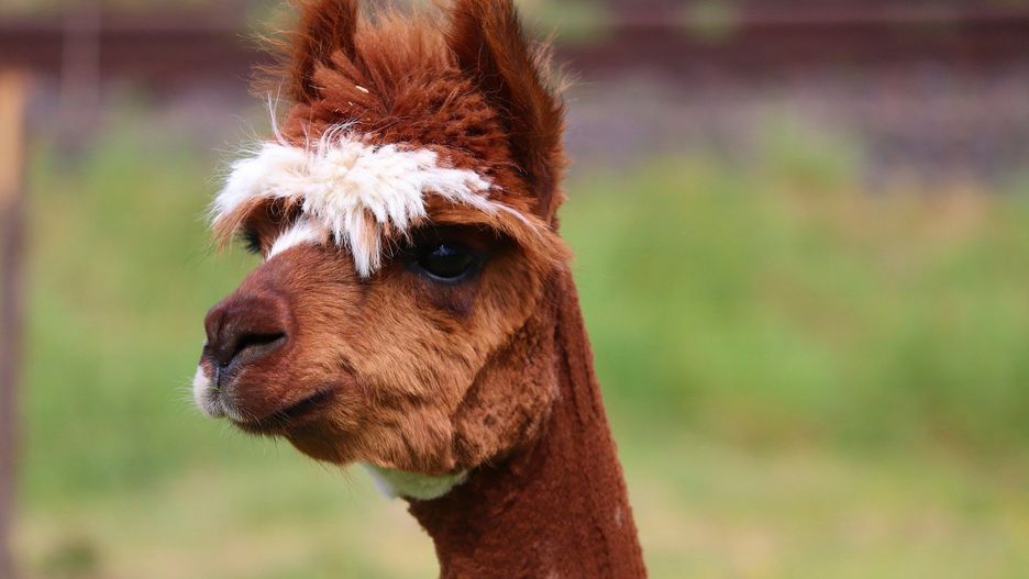 lama