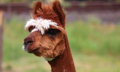 Lama biega po Karkonoszach. Obława na niesforne zwierzę