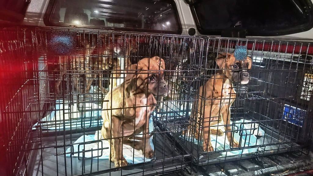 Jest trzymiesięczny areszt dla pseudohodowcy spod Kielc