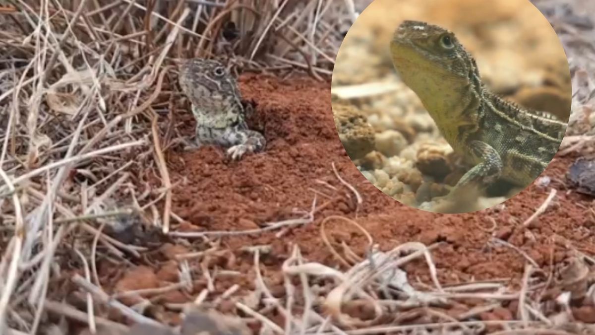 Nowa nadzieja dla „smoka bez uszu”