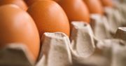Branża drobiarska kwestionuje dane GUS. Chodzi o ilość spożywanych jaj