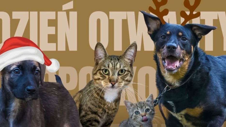 Fot. Sopotkowo Schronisko - Instagram