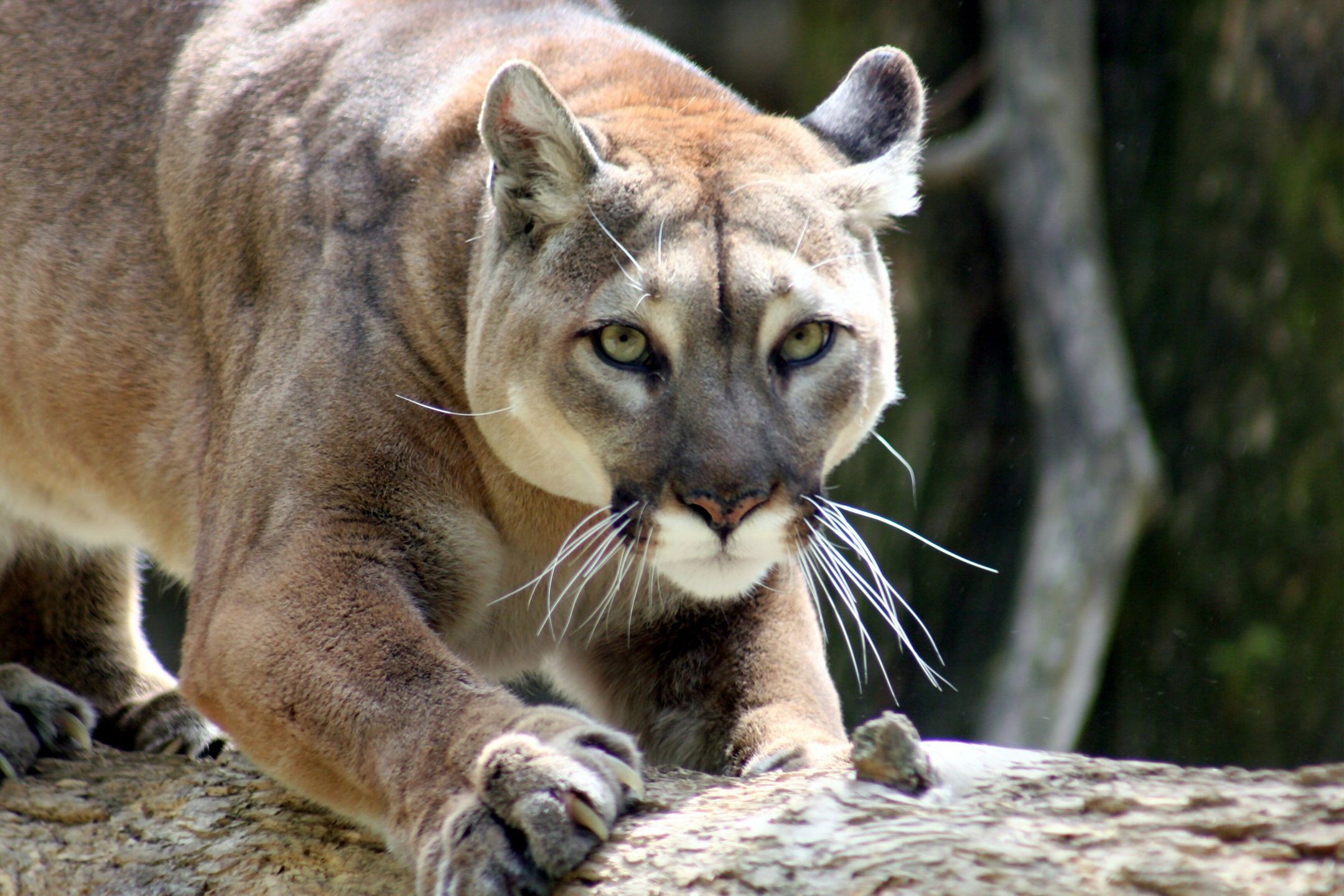 W tym rejonie doszło do 24 ataków pum od 1990 roku