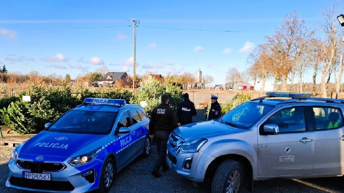 Policja i straż leśna kontroluje plantacje i sprzedawców choinek