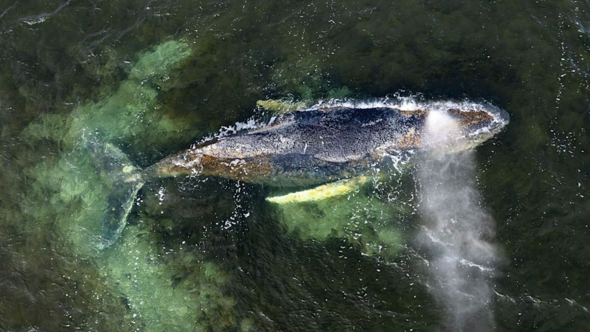 Dramat humbaka u wybrzeży Niemiec