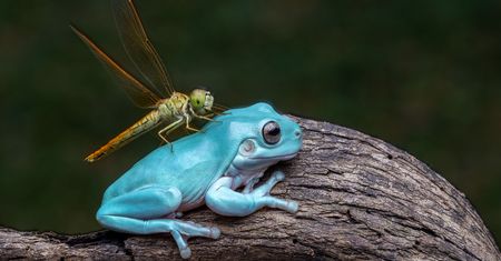Wspaniałe zdjęcie żaby i ważki pokazuje niezwykłą harmonię świata