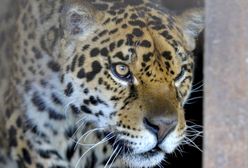 У Варшавському зоопарку помер останній ягуар Каллі