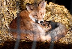 Wielkopolska. Zagłodzone lisy w nielegalnej hodowli